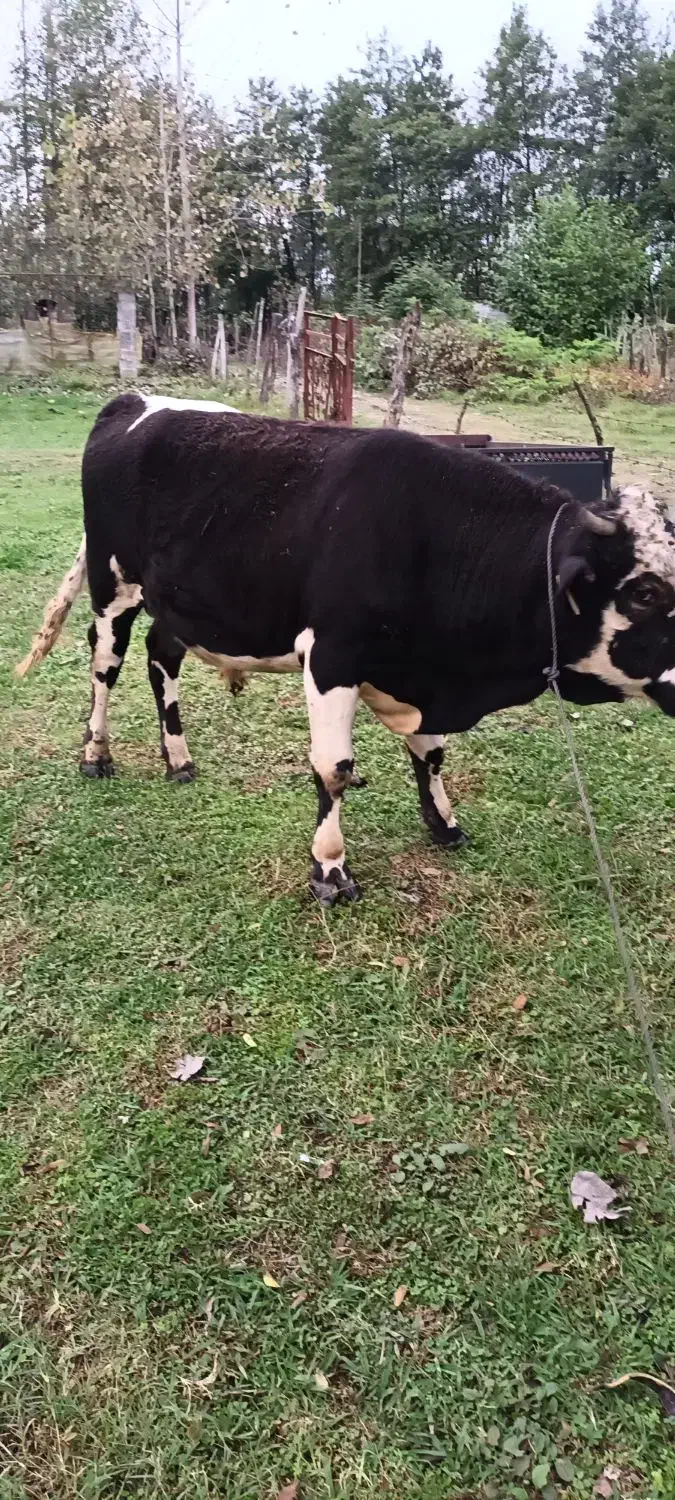 ورزا‌ کوله‌ سیمینتال|حیوانات مزرعه|رضوانشهر, |دیوار