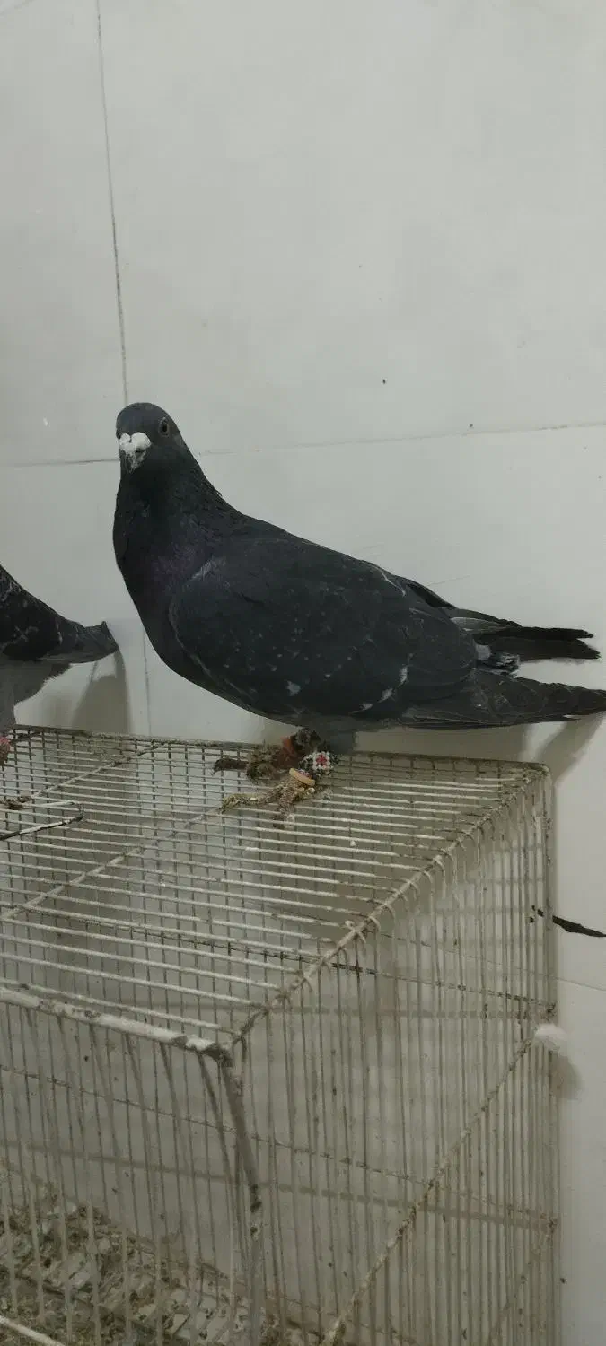 .یک جفت چاپی .عروس هلندی|پرنده|رشتخوار, |دیوار