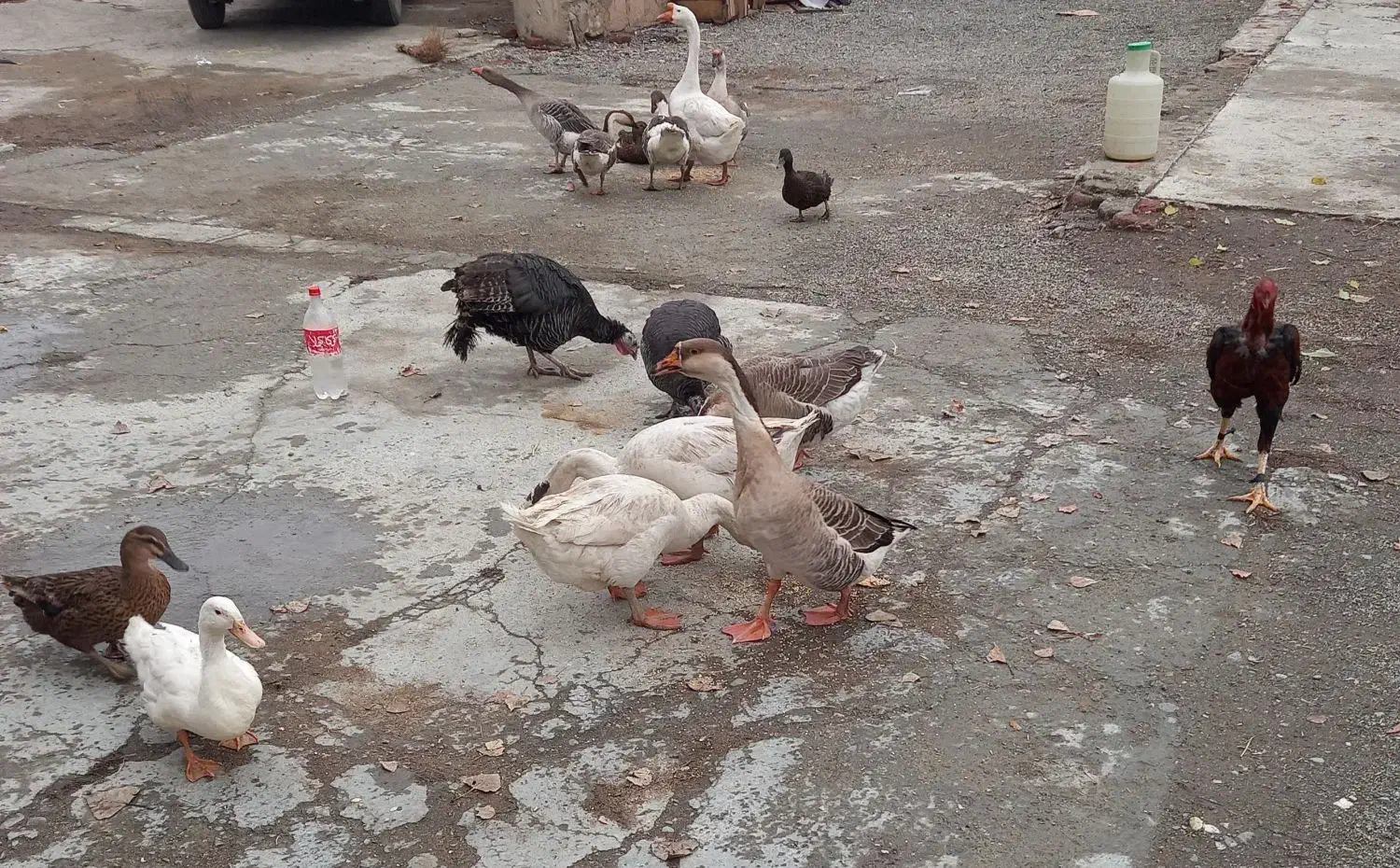 فروش غاز و بوقلمون و مرغ و خروس و اردک|حیوانات مزرعه|نقده, |دیوار