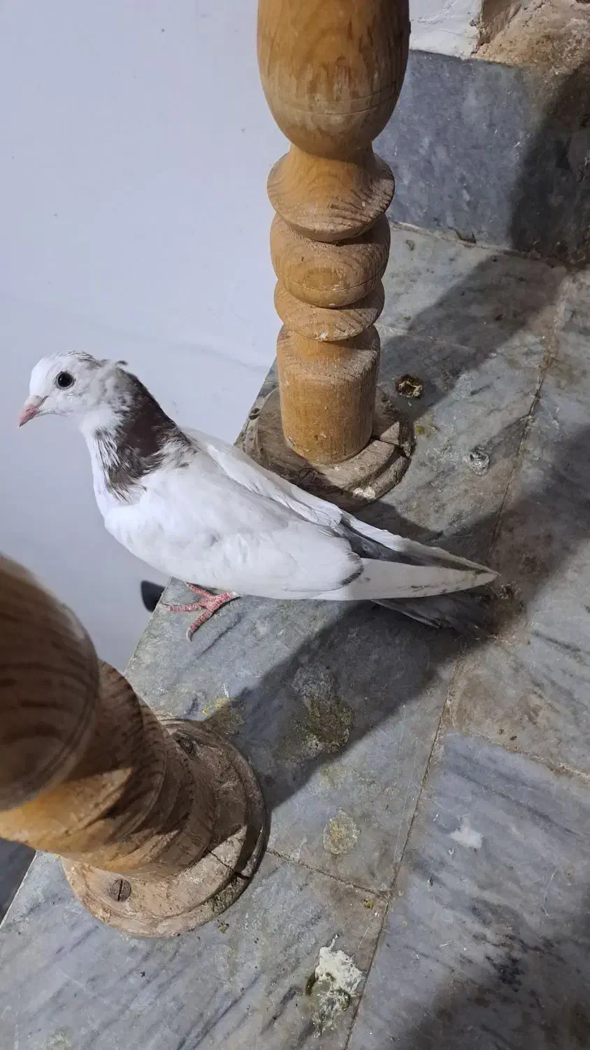 کبوتر|پرنده|سلماس, |دیوار