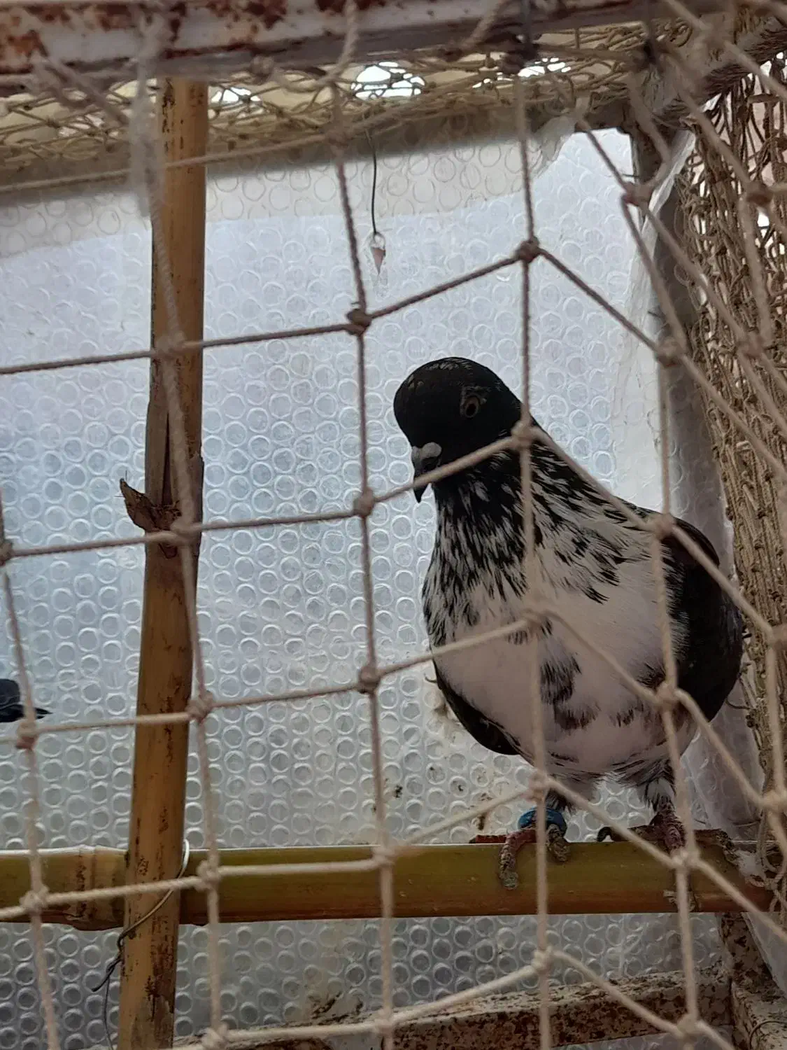 کبوتر باخت رفته|پرنده|رشت, حومه رشت|دیوار