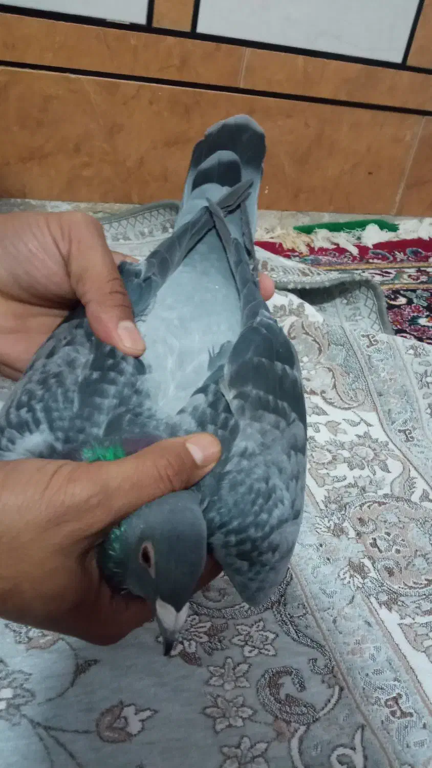 کبوتر پلاکی|پرنده|اهواز, ملاشیه|دیوار