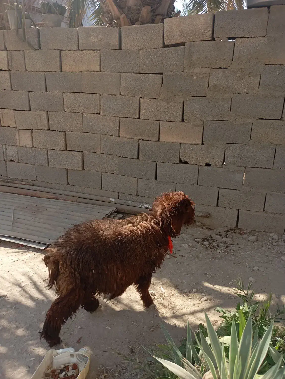 کهره نروماده بره نر|حیوانات مزرعه|اهرم, |دیوار