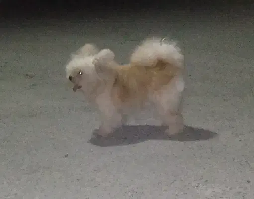 سگ فروشی|سگ|میناب, |دیوار