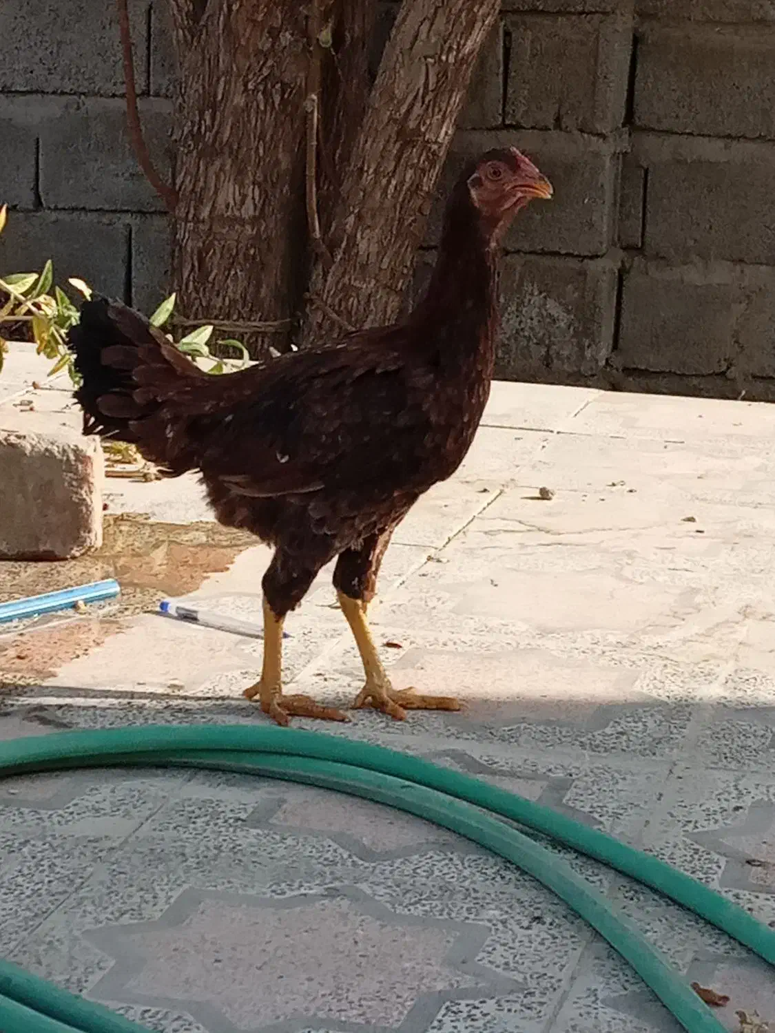 توافقی|حیوانات مزرعه|ایرانشهر, |دیوار