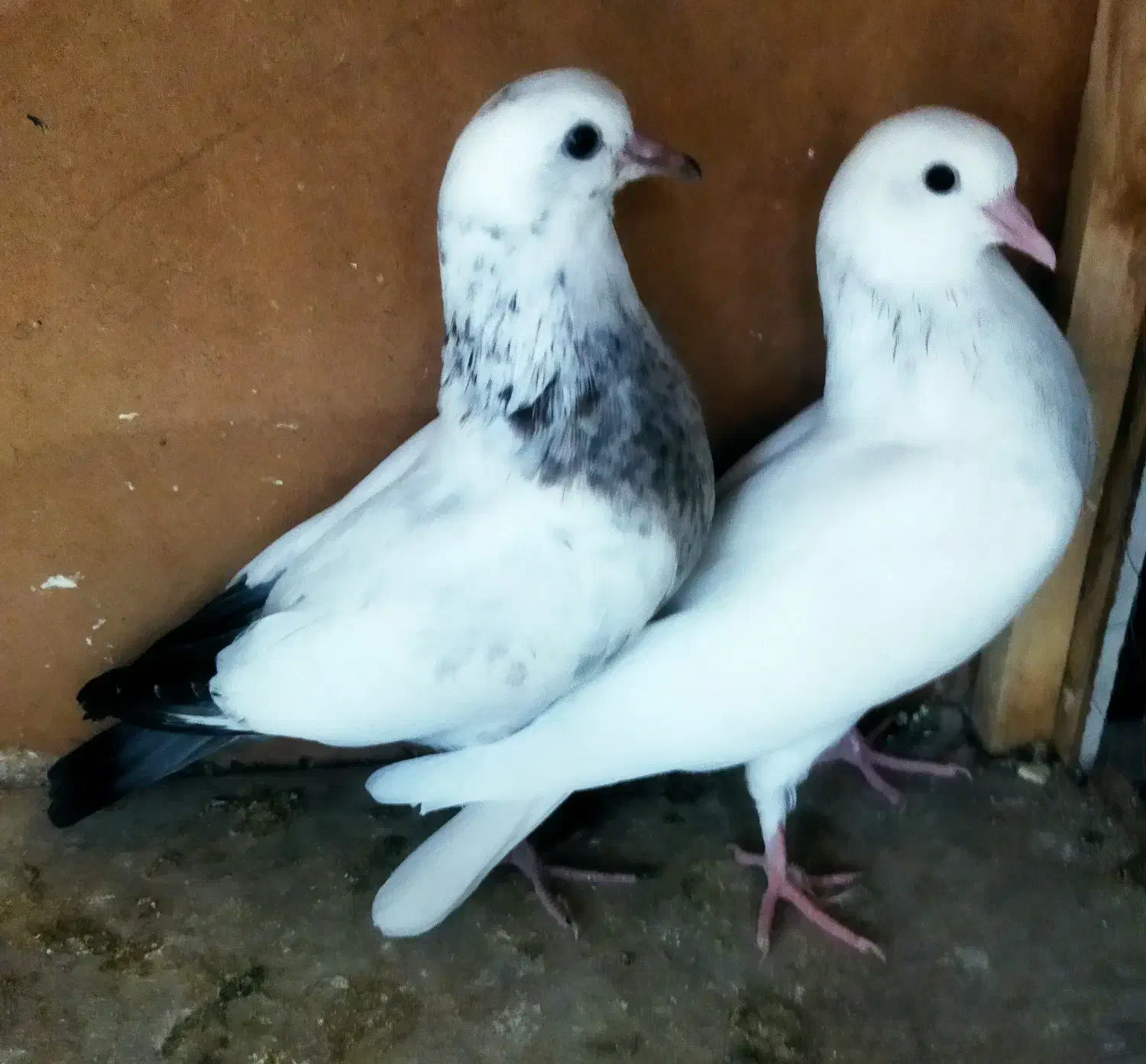 کفتر سفید باجوجه|پرنده|ری, شهادت|دیوار