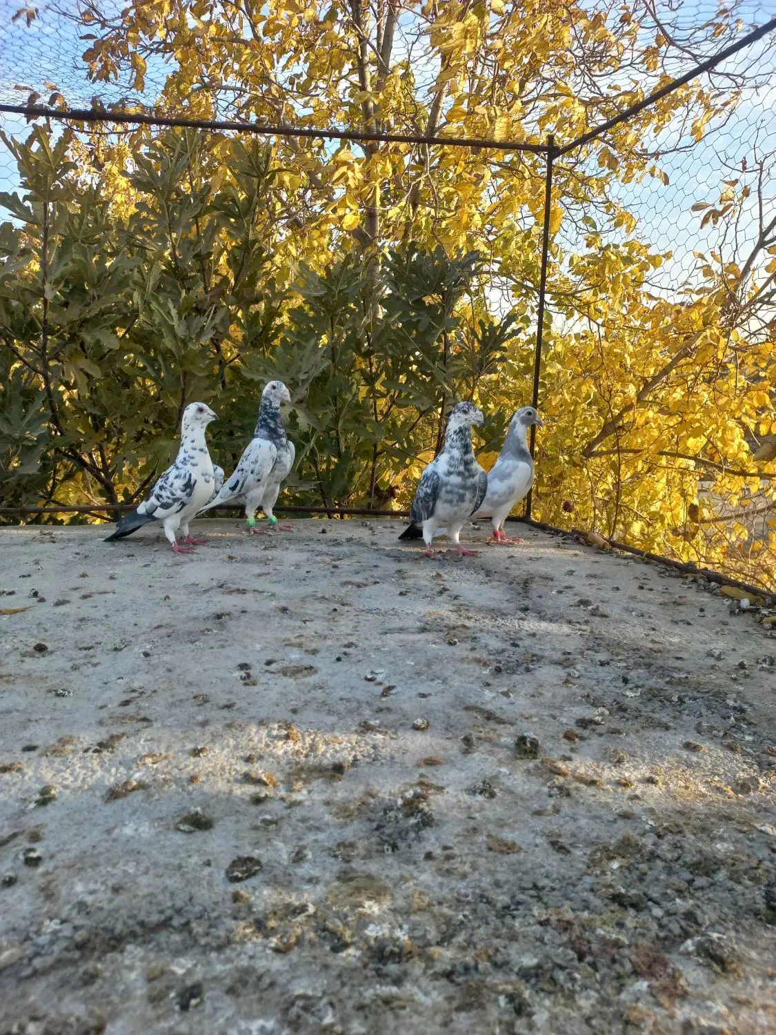 کبوتر جفتی|پرنده|پاسارگاد, |دیوار