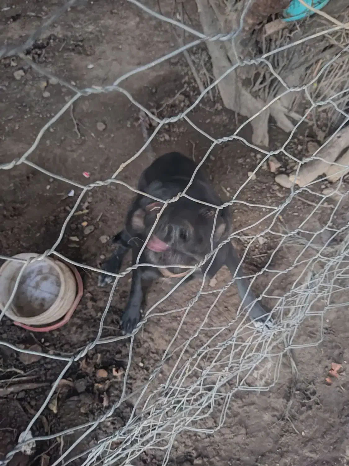 سگ نژاد انگلیس|سگ|کلاله, |دیوار