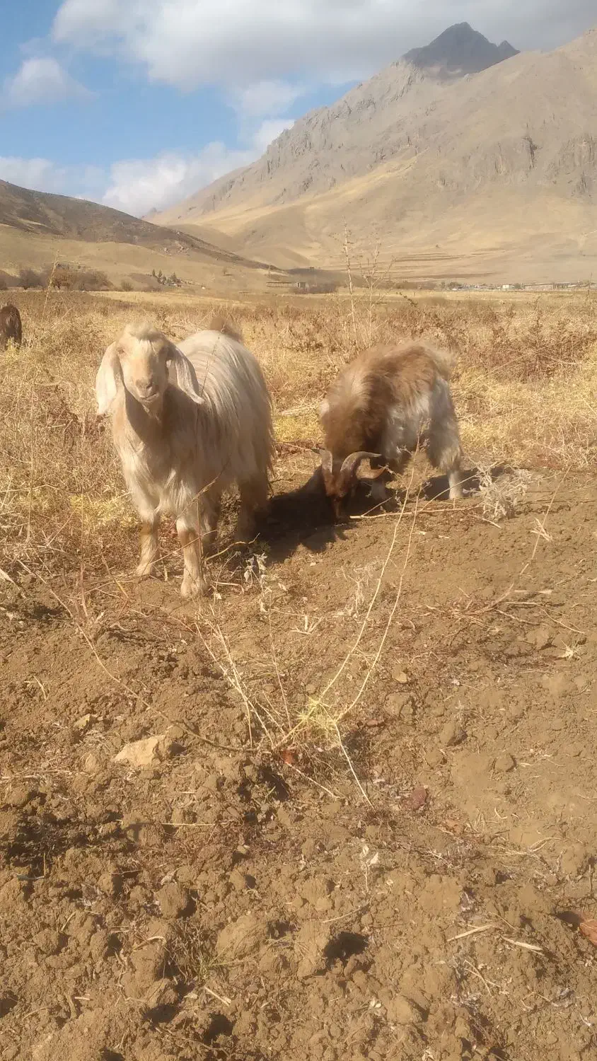 یک بز سه شیر ویک گیسک نر|حیوانات مزرعه|صحنه, |دیوار