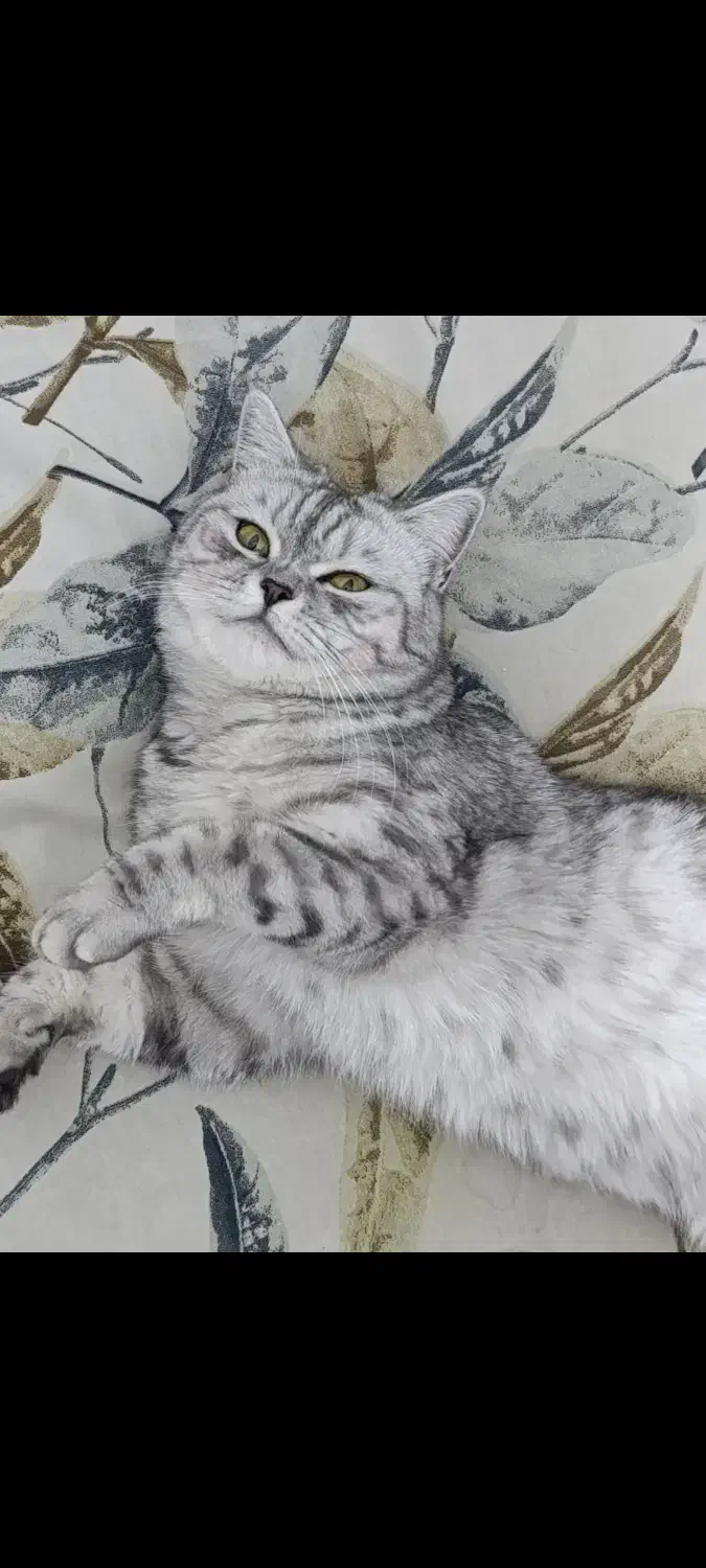 گمشده|حیوانات|بندر گناوه, |دیوار