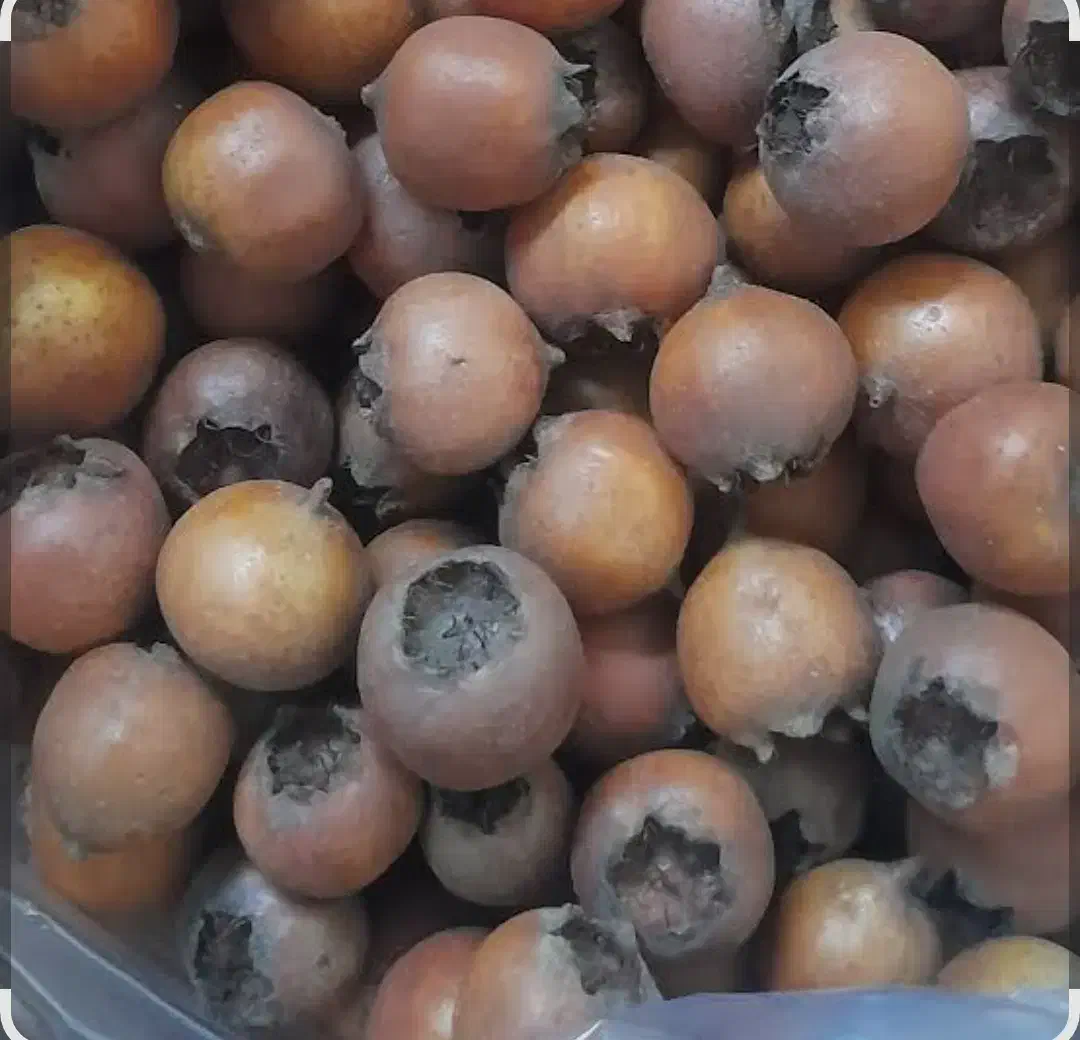 ازگیل (کونوس)|خوردنی و آشامیدنی|لاهیجان, کوی آزادگان|دیوار