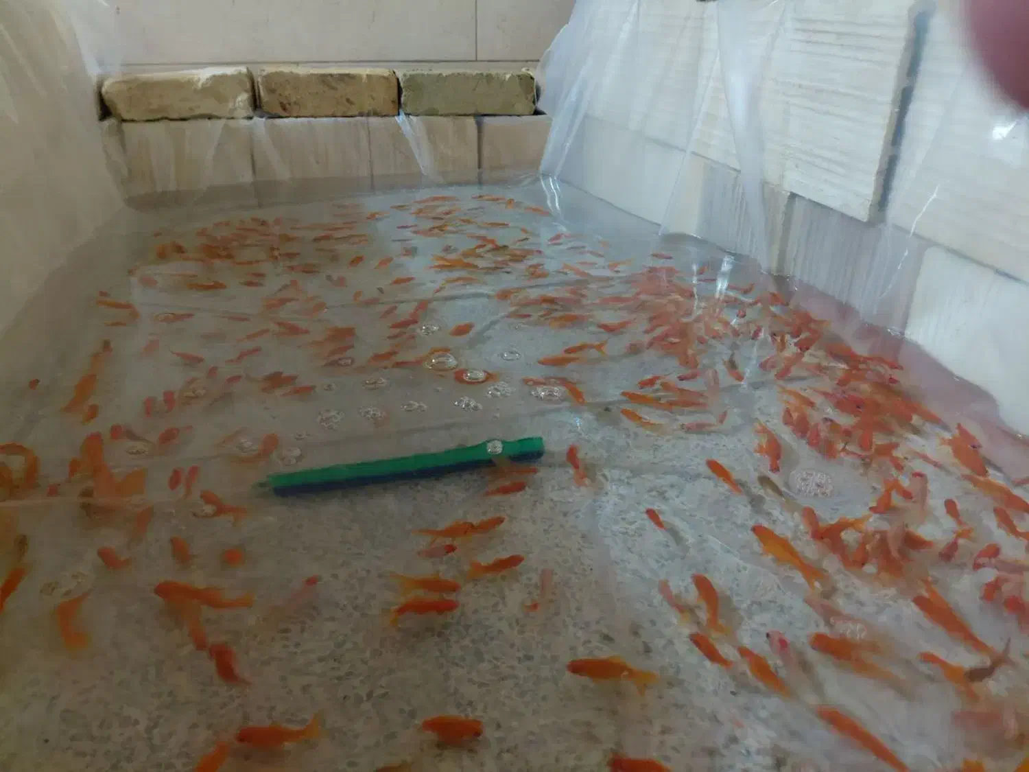 ماهی قرمز|ماهی|یزد, |دیوار