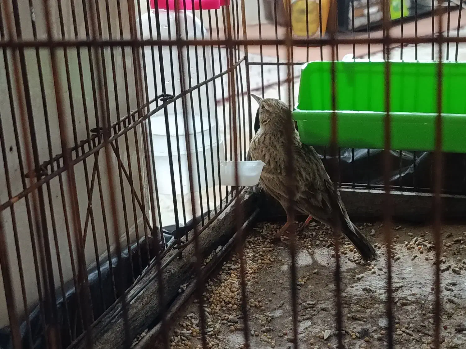 سهره خاکی|پرنده|پاسارگاد, |دیوار