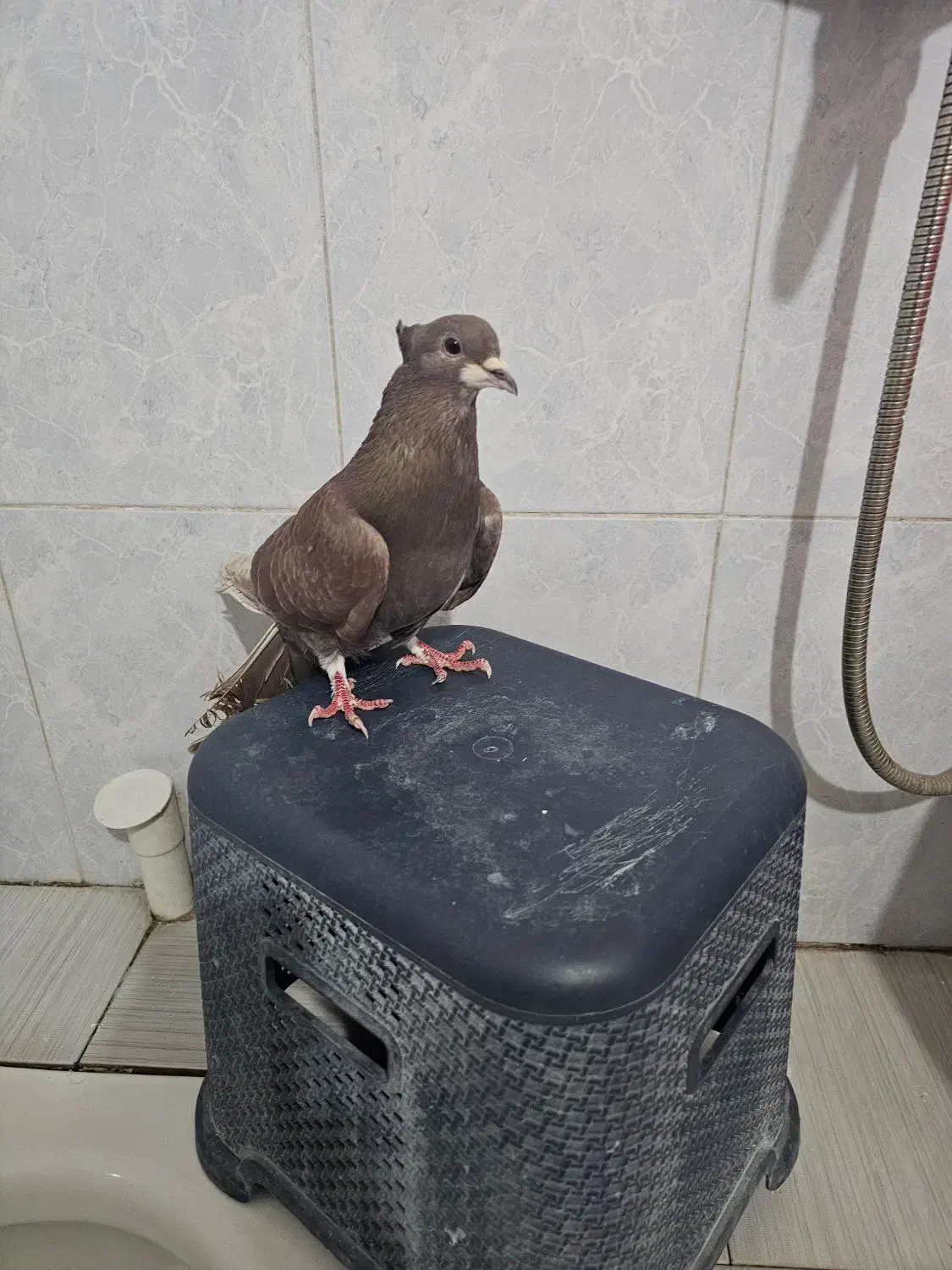 دمگیر سرخ کاکلی|پرنده|خمینی‌شهر, |دیوار