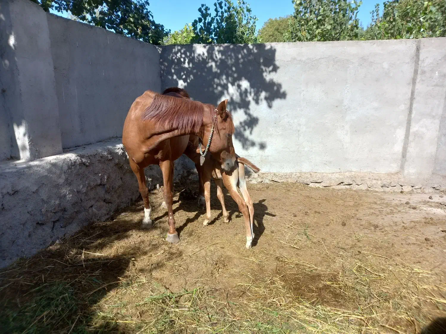 مادیان مدرک دار. با کره نریان ۲۰روزه|اسب و تجهیزات اسبسواری|نهاوند, |دیوار