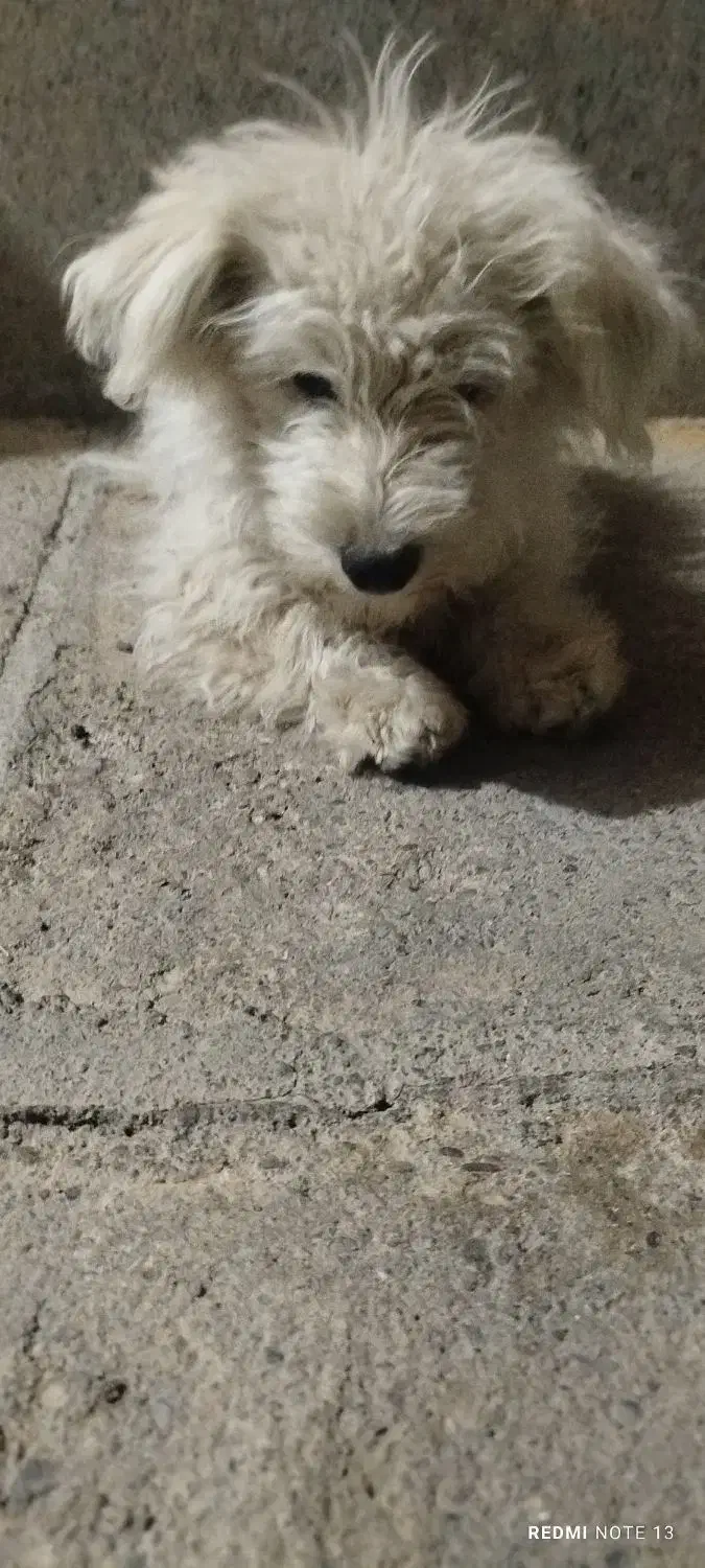 واگذاری اشپیتز|سگ|سقز, |دیوار