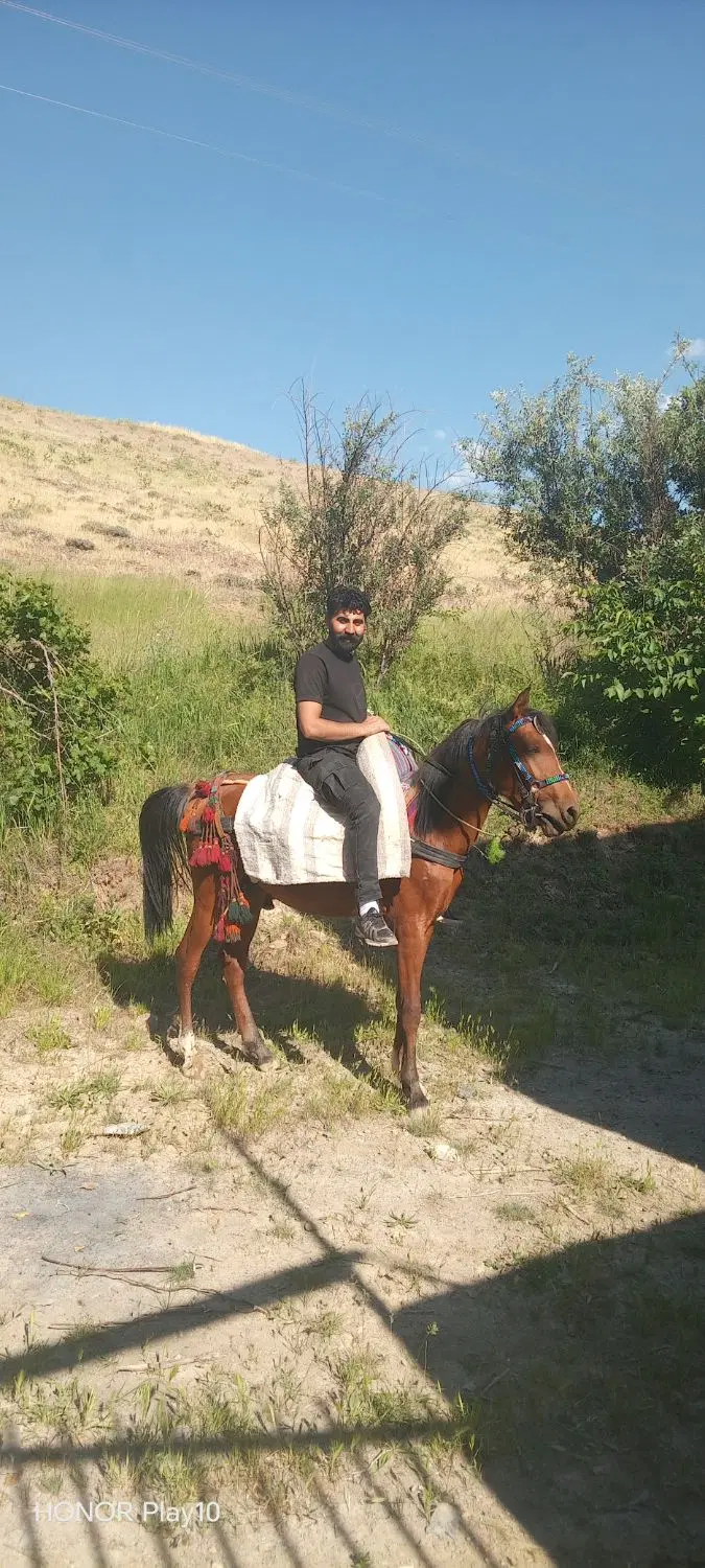 اسب|اسب و تجهیزات اسب‌سواری|سنندج, |دیوار