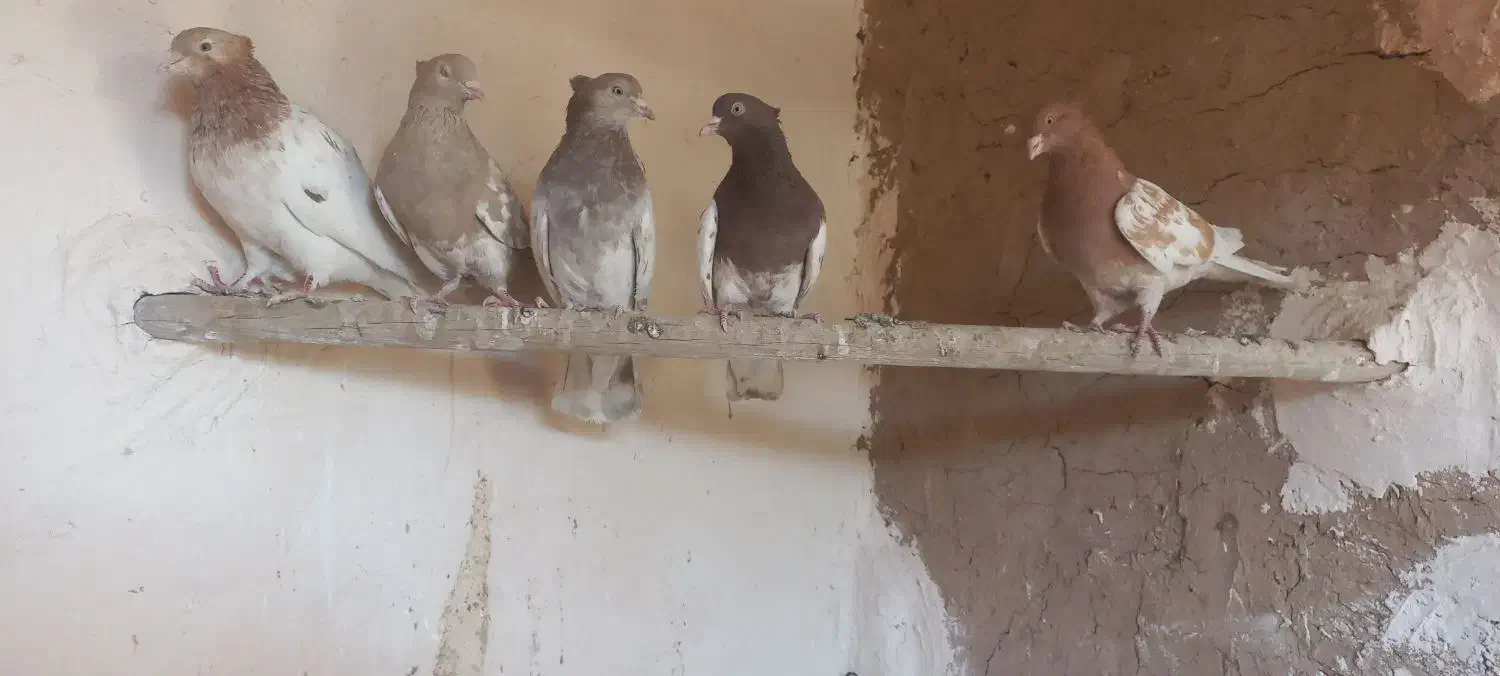 کله ای|پرنده|اردکان, |دیوار