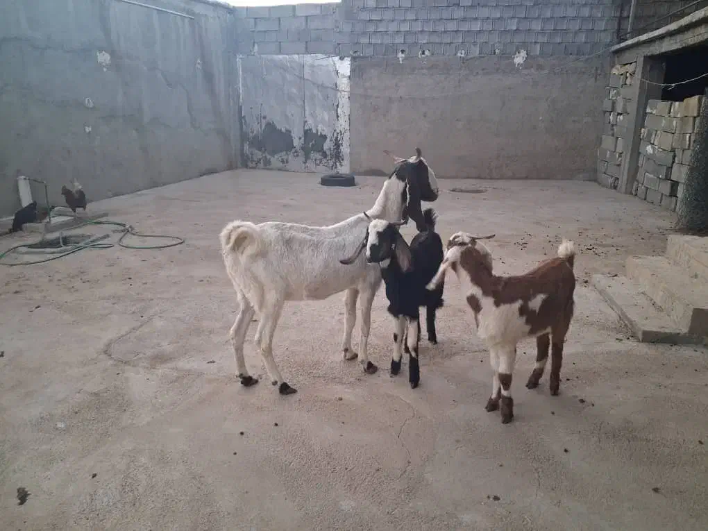 بز دوقولو زا|حیوانات مزرعه|کوهرنگ, |دیوار