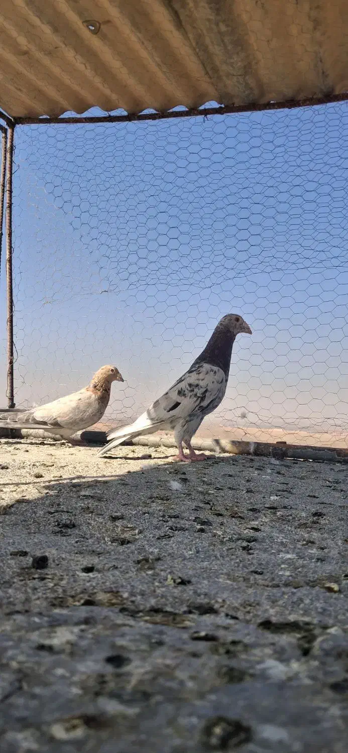 کبوتر سرور|پرنده|فولادشهر, مدیسه|دیوار