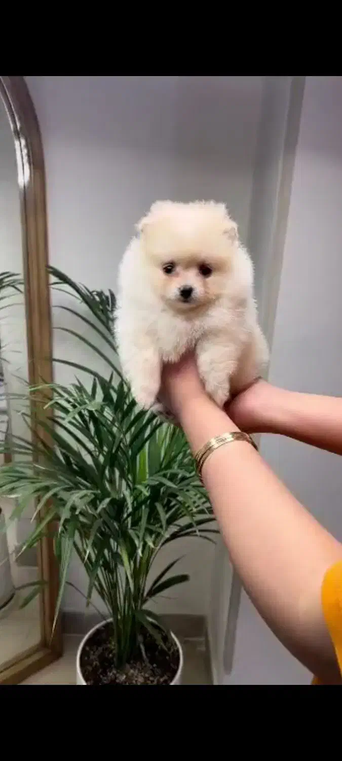 پامر خرسی عروسکی|سگ|رشت, دیانتی|دیوار