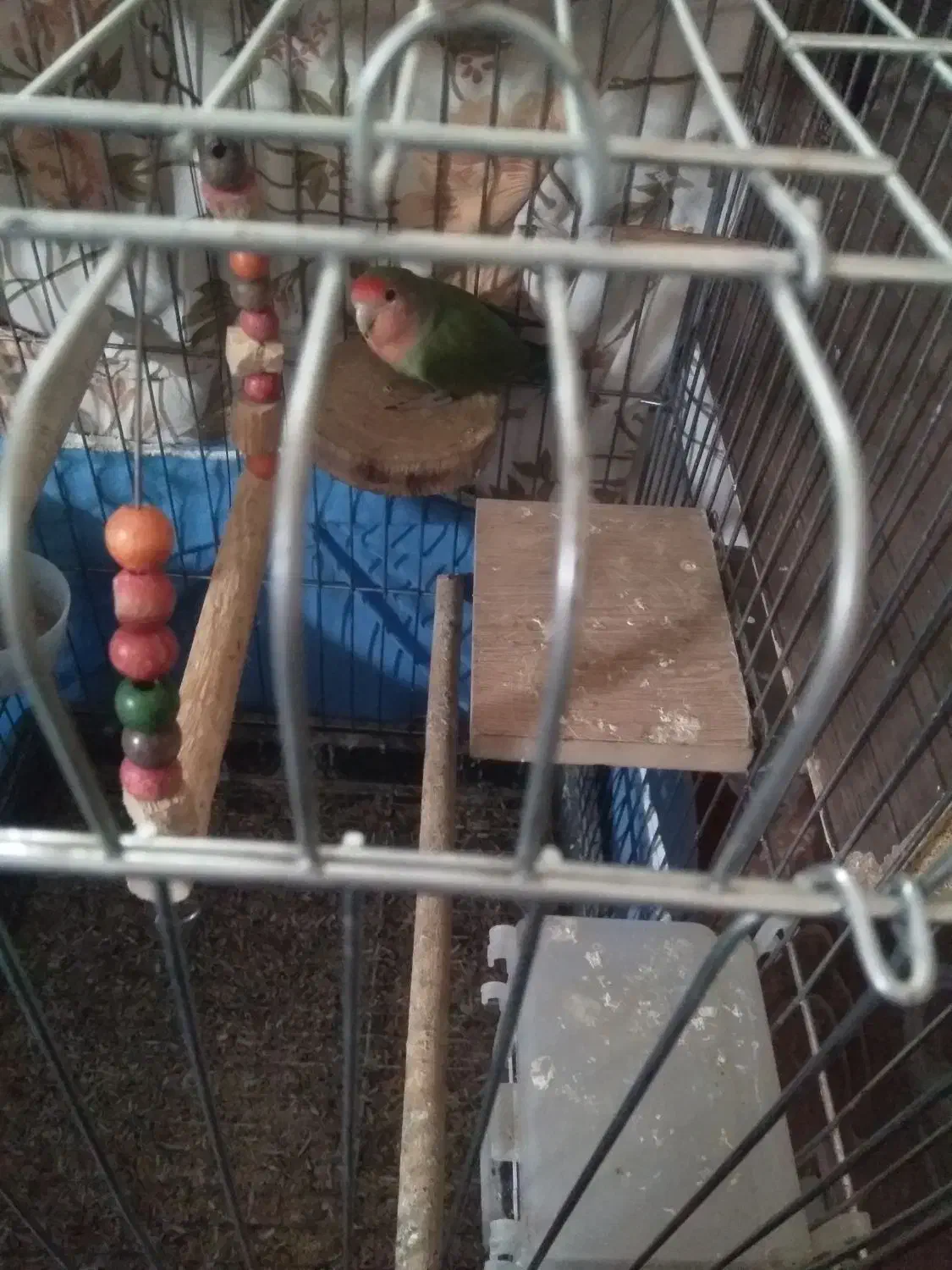 طوطی برزیلی|پرنده|ماهدشت, |دیوار