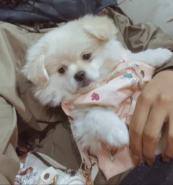 سگ پامر|سگ|مشهد, شهید بصیر|دیوار