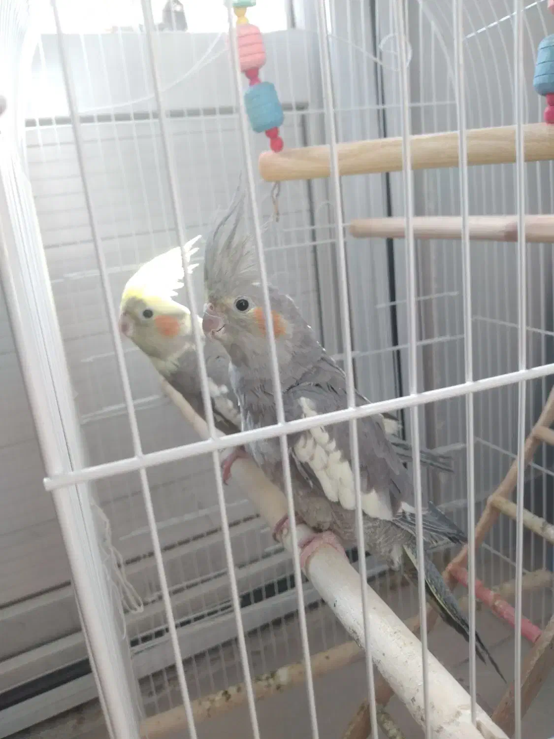 عروس هلندی|پرنده|فردیس, شهرک شهید حسینی|دیوار