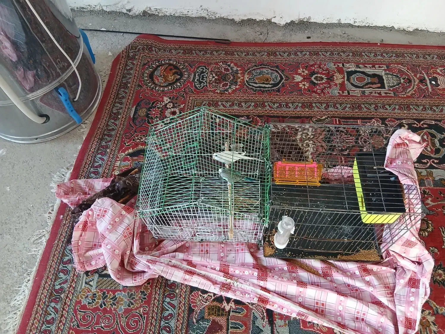 دو عدد مرغ عشق|پرنده|کوهدشت, |دیوار