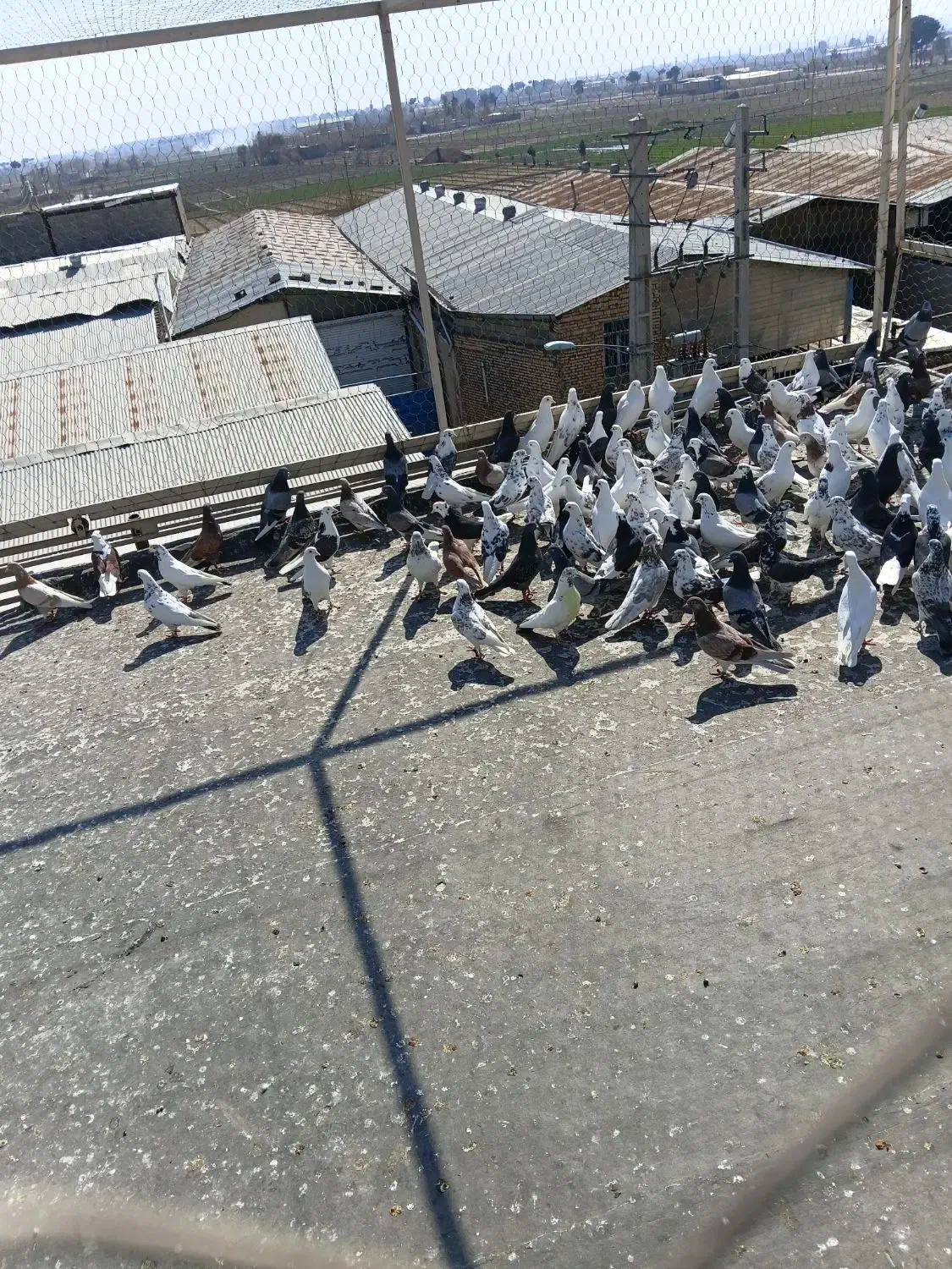 کفتر پرشی|پرنده|شهر ری, سیزده آبان|دیوار