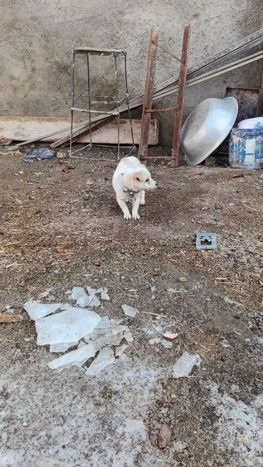 سگ پاکوتا|سگ|ملایر, |دیوار