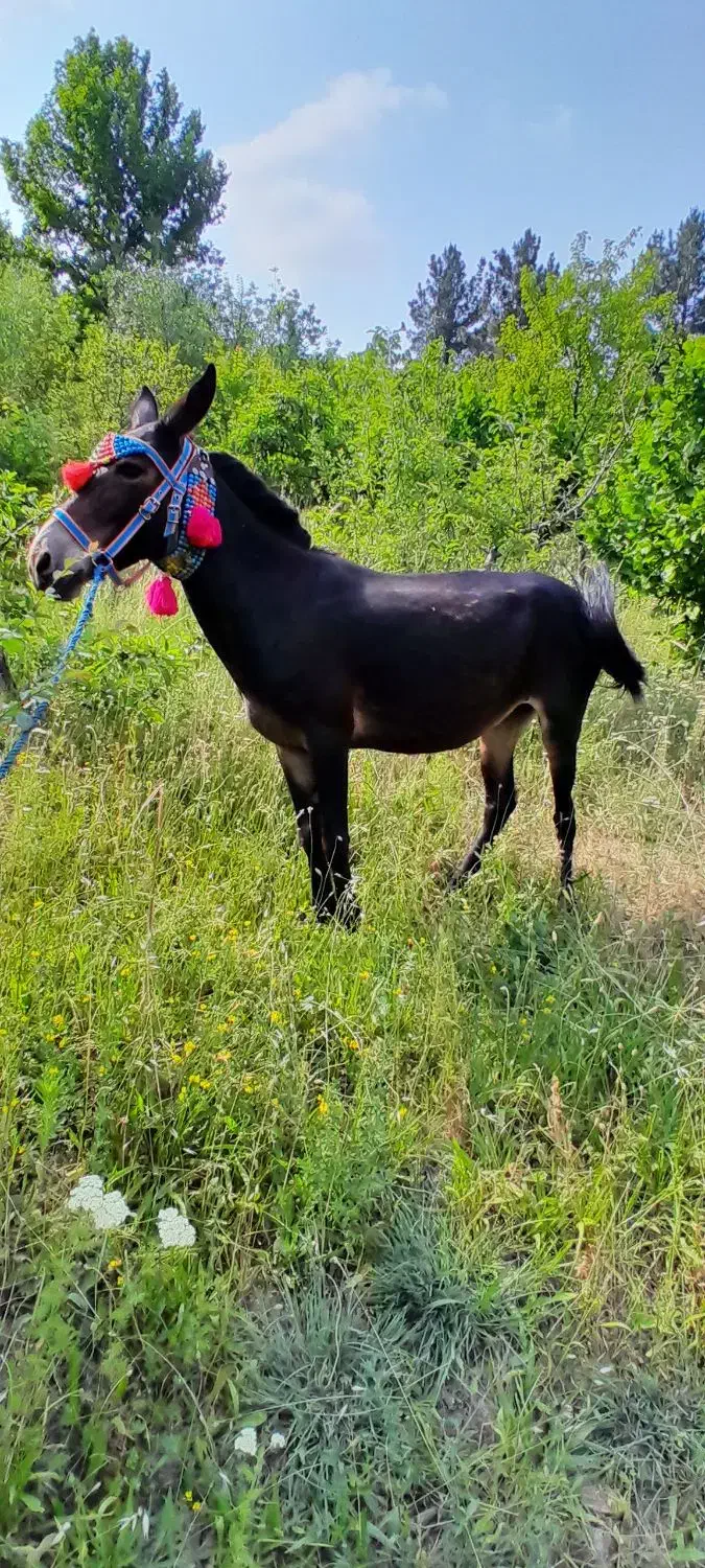 قاطر|حیوانات مزرعه|قزوین, |دیوار