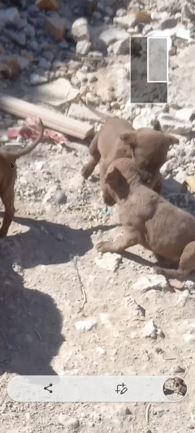 توله های پینبول خوش رنگ|سگ|اردبیل, |دیوار