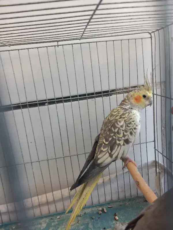 عروس هلندی زیبا|پرنده|قزوین, |دیوار