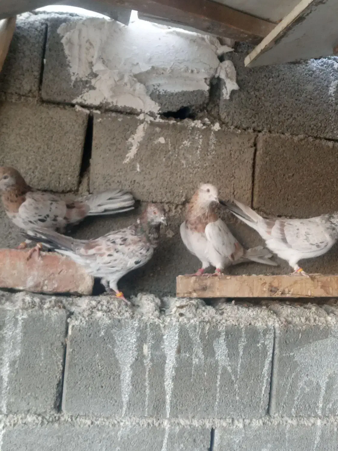 تعدادی کفتر نقش|پرنده|صباشهر, |دیوار