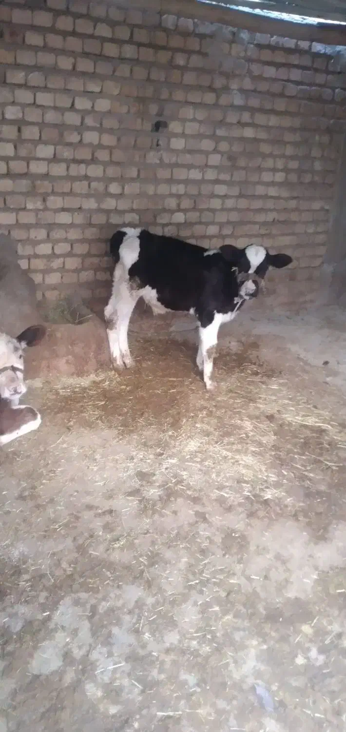 فروش دو راس گاو با گوساله|حیوانات مزرعه|زیلائی, |دیوار