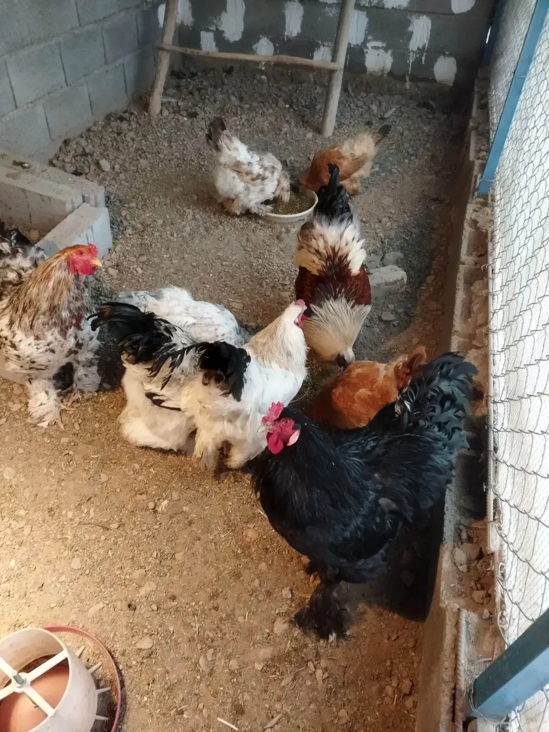 تخم نطفه دارمرغ برهما|حیوانات مزرعه|نجفآباد, صالح آباد|دیوار