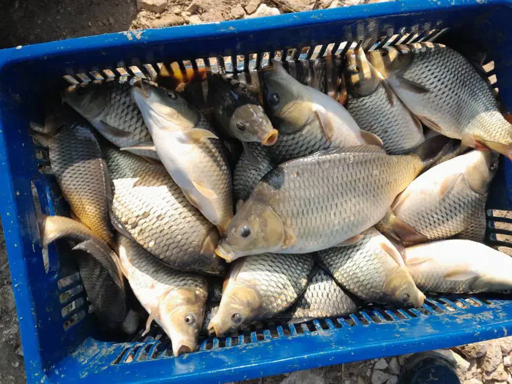 ماهی توضیح پرورشی استان مرکزی|ماهی|چالوس, |دیوار