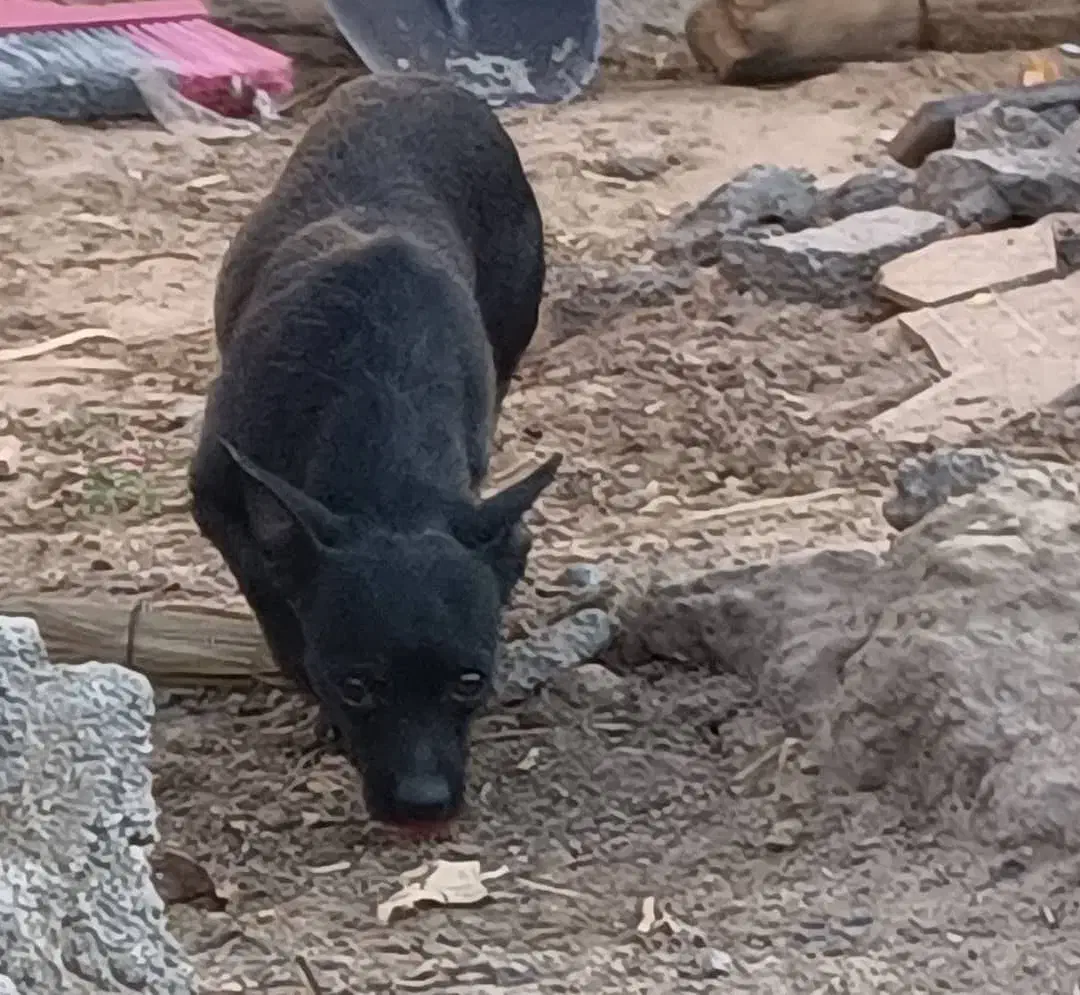 سگ شیواوا|سگ|بم, |دیوار