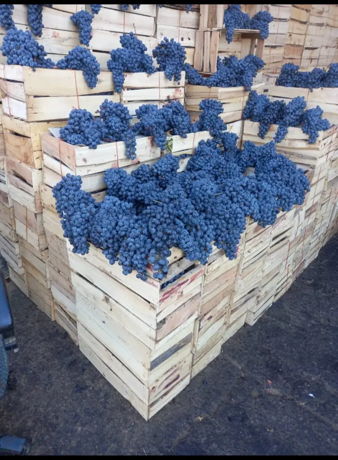 امپراطور انگور دیم سردشت کردستان سیاه سنندج|خوردنی و آشامیدنی|تهران, میدان میوه و تره‌بار مرکزی|دیوار