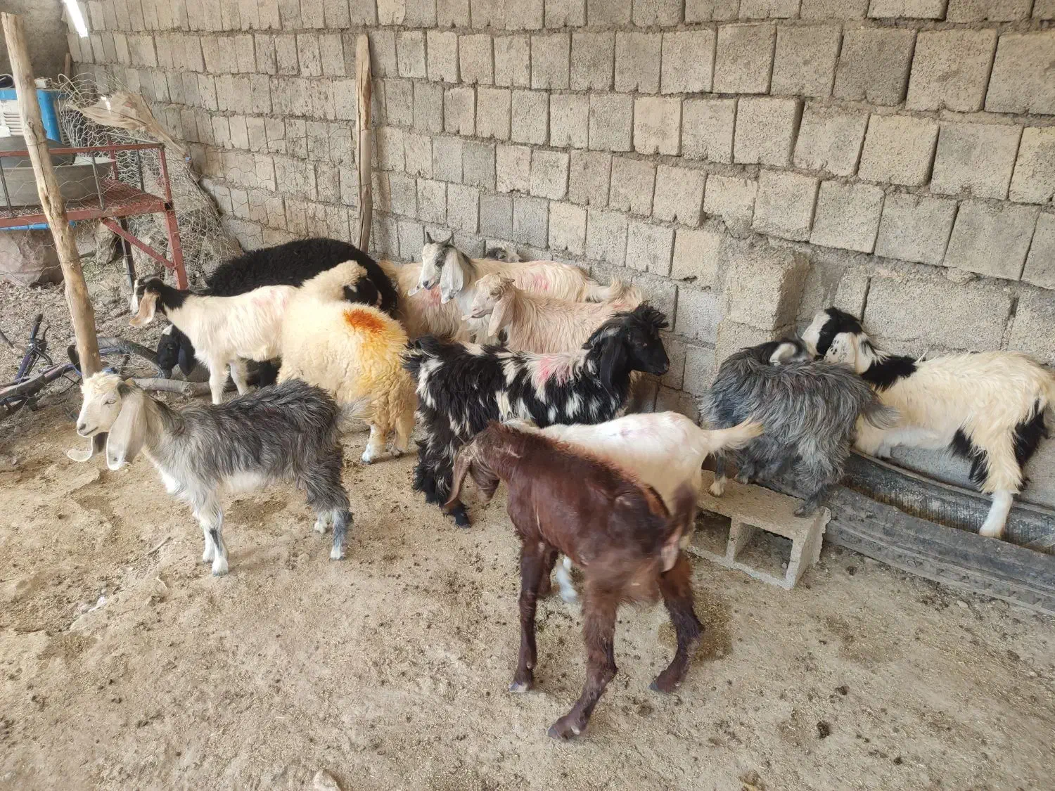 بزغاله سالم|حیوانات مزرعه|ایلام, |دیوار