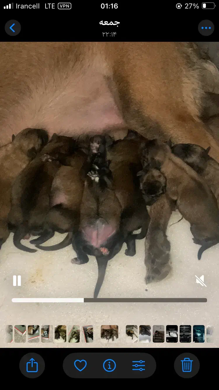 بلژین ملینوا|سگ|گرگان, |دیوار