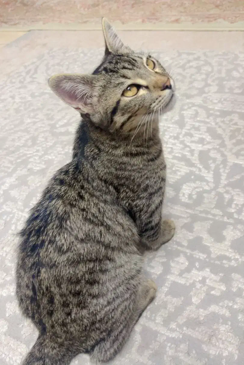 گربه ی خانگی ماده / ۴ماهه|گربه|رودسر, |دیوار