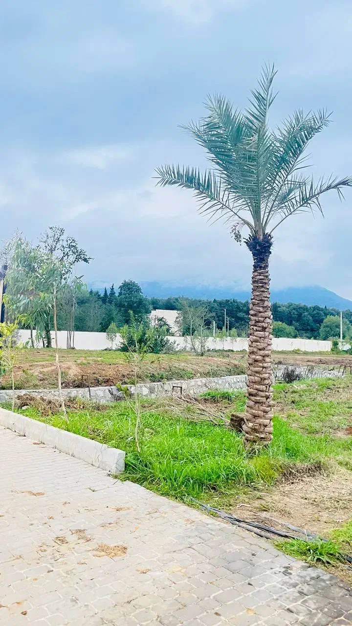 زمین ۶۰۰متری سنددار شهرک با اصالت سیسنگان|فروش زمین و ملک کلنگی|نوشهر, |دیوار