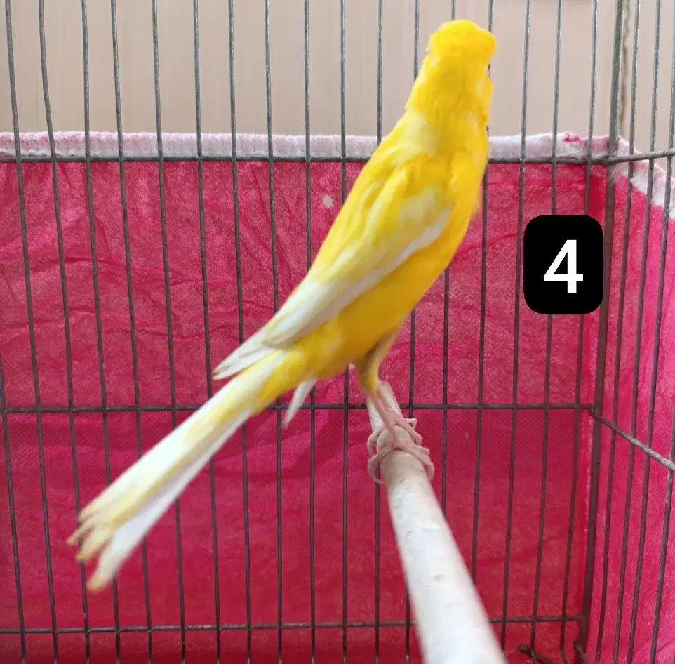 قناری بلند و قناری جفتی سهره|پرنده|اصفهان, شهرک میلاد|دیوار