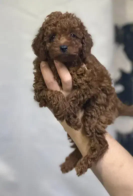 ریزترین سایز پودل- نر و ماده|سگ|تهران, نیلوفر|دیوار