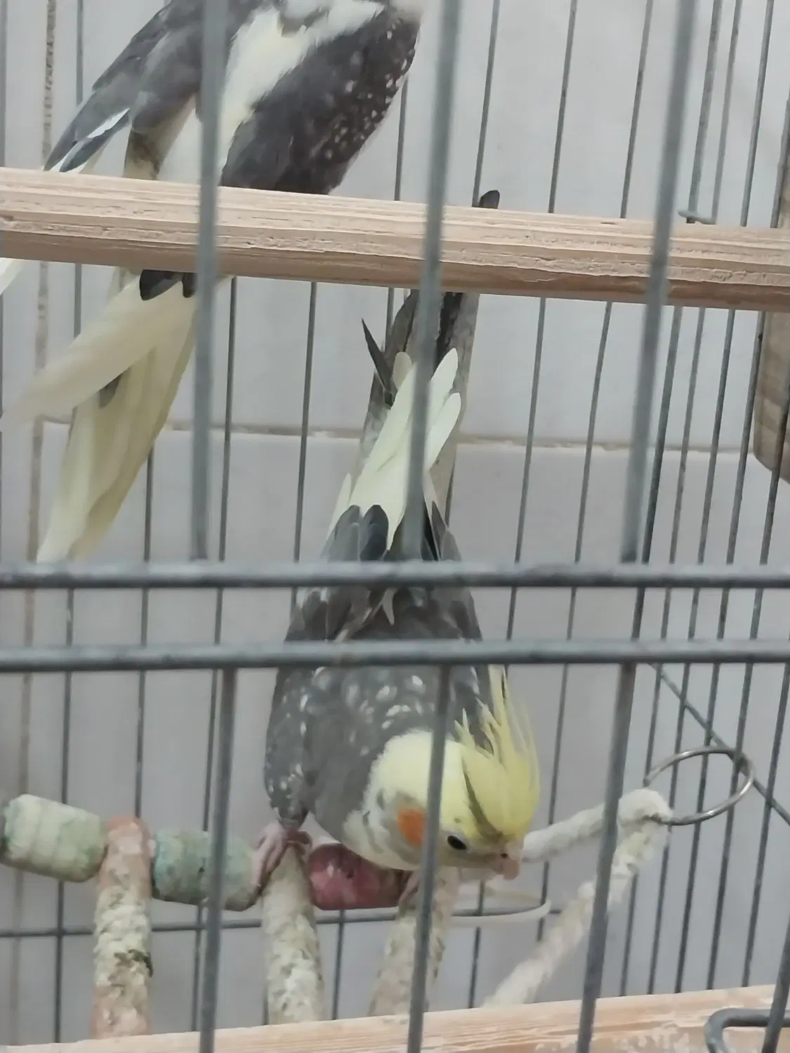 عروس هلندی بالغ و جوان بالغ سرحال هم نرهم ماده|پرنده|تهران, نازیآباد|دیوار