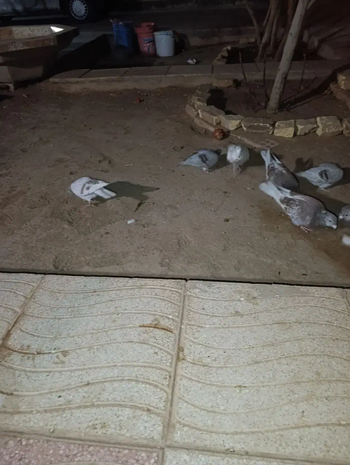 کفتر پلاکی بلژیکی|پرنده|اشکذر, |دیوار