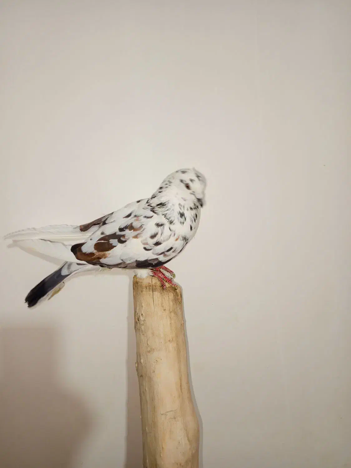 یک عدد کبوتر پرشی|پرنده|چالدران, |دیوار