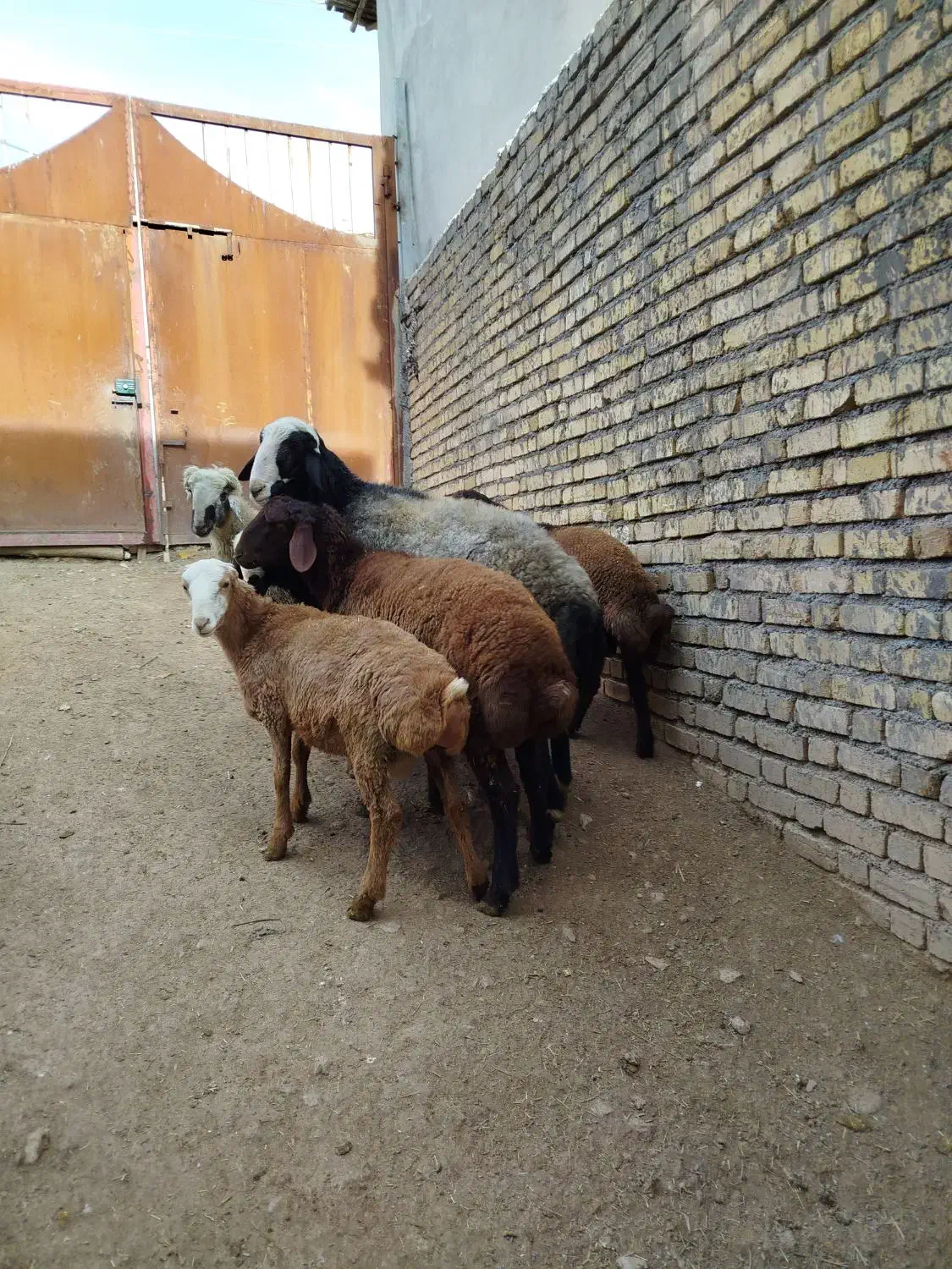 قوچ|حیوانات مزرعه|دینور, |دیوار